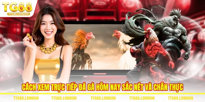 Cách Xem Trực Tiếp Đá Gà Hôm Nay Sắc Nét Và Chân Thực